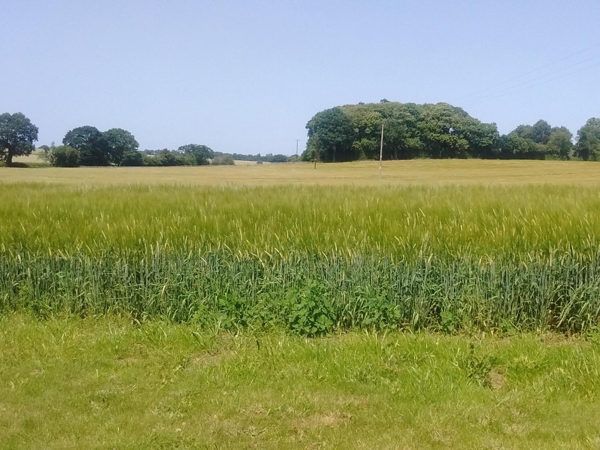 הוילה Felmingham Elm Tree Barn מראה חיצוני תמונה